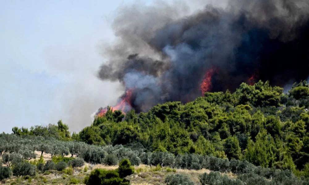 Δασική πυρκαγιά στη Χρυσοκελλαριά Μεσσηνίας